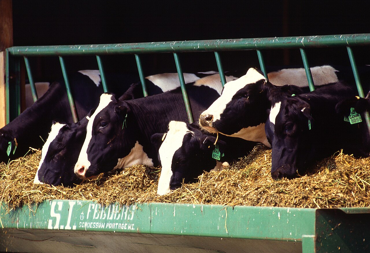 Vacas lecheras de raza frisona comiendo forraje en una granja